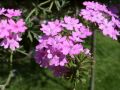 Violet flowers.jpg